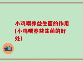 小鸡喂养益生菌的作用(小鸡喂养益生菌的好处)