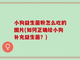 小狗益生菌粉怎么吃的图片(如何正确给小狗补充益生菌？)