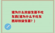 猪为什么放益生菌不吃东西(猪为什么不吃东西却放益生菌？)