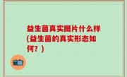 益生菌真实图片什么样(益生菌的真实形态如何？)