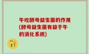 牛吃酵母益生菌的作用(酵母益生菌有益于牛的消化系统)