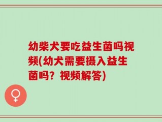 幼柴犬要吃益生菌吗视频(幼犬需要摄入益生菌吗？视频解答)