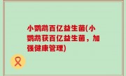 小鹦鹉百亿益生菌(小鹦鹉获百亿益生菌，加强健康管理)