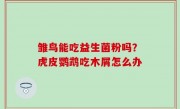 雏鸟能吃益生菌粉吗？虎皮鹦鹉吃木屑怎么办