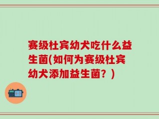 赛级杜宾幼犬吃什么益生菌(如何为赛级杜宾幼犬添加益生菌？)
