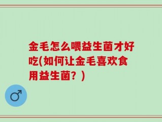 金毛怎么喂益生菌才好吃(如何让金毛喜欢食用益生菌？)