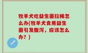 牧羊犬吃益生菌拉稀怎么办(牧羊犬食用益生菌引发腹泻，应该怎么办？)