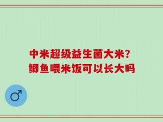 中米超级益生菌大米？鲫鱼喂米饭可以长大吗