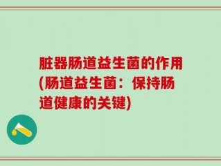 脏器肠道益生菌的作用(肠道益生菌：保持肠道健康的关键)