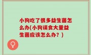 小狗吃了很多益生菌怎么办(小狗误食大量益生菌应该怎么办？)