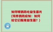 如何喂鹦鹉吃益生菌片(饲养鹦鹉应知：如何给它们服用益生菌？)