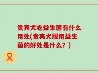 贵宾犬吃益生菌有什么用处(贵宾犬服用益生菌的好处是什么？)