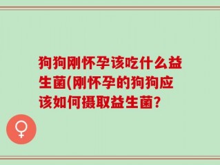 狗狗刚怀孕该吃什么益生菌(刚怀孕的狗狗应该如何摄取益生菌？