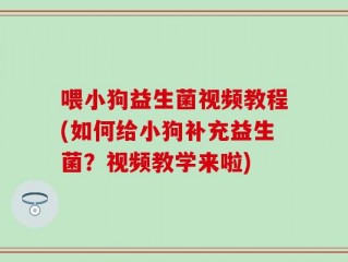 喂小狗益生菌视频教程(如何给小狗补充益生菌？视频教学来啦)