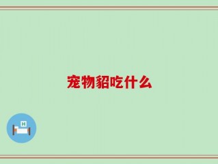 宠物貂吃什么