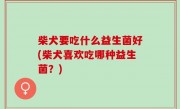 柴犬要吃什么益生菌好(柴犬喜欢吃哪种益生菌？)