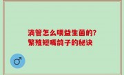 滴管怎么喂益生菌的？繁殖短嘴鸽子的秘诀