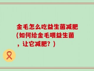 金毛怎么吃益生菌减肥(如何给金毛喂益生菌，让它减肥？)