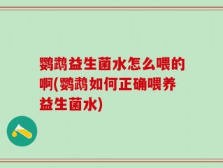 鹦鹉益生菌水怎么喂的啊(鹦鹉如何正确喂养益生菌水)