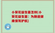 小葵花益生菌怎样(小葵花益生菌：为肠道健康保驾护航)