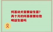 柯基幼犬需要益生菌？两个月的柯基需要给他喝益生菌吗