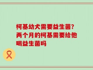 柯基幼犬需要益生菌？两个月的柯基需要给他喝益生菌吗