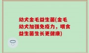 幼犬金毛益生菌(金毛幼犬加强免疫力，喂食益生菌生长更健康)