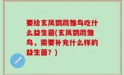 要给玄凤鹦鹉雏鸟吃什么益生菌(玄凤鹦鹉雏鸟，需要补充什么样的益生菌？)
