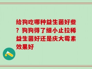 给狗吃哪种益生菌好些？狗狗得了细小止拉稀益生菌好还是庆大霉素效果好