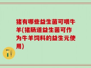 猪有哪些益生菌可喂牛羊(猪肠道益生菌可作为牛羊饲料的益生元使用)