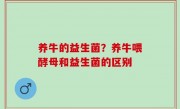 养牛的益生菌？养牛喂酵母和益生菌的区别