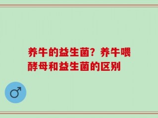 养牛的益生菌？养牛喂酵母和益生菌的区别