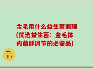 金毛用什么益生菌调理(优选益生菌：金毛体内菌群调节的必需品)