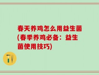 春天养鸡怎么用益生菌(春季养鸡必备：益生菌使用技巧)