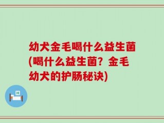幼犬金毛喝什么益生菌(喝什么益生菌？金毛幼犬的护肠秘诀)