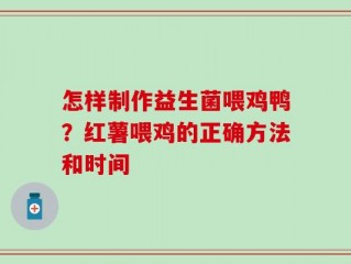 怎样制作益生菌喂鸡鸭？红薯喂鸡的正确方法和时间
