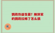 鹦鹉热益生菌？刚到家的鹦鹉拉稀了怎么搞