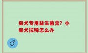 柴犬专用益生菌膏？小柴犬拉稀怎么办