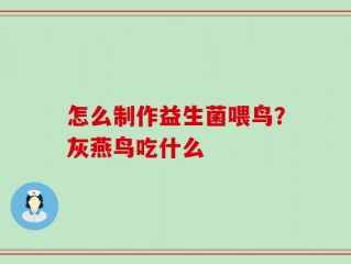 怎么制作益生菌喂鸟？灰燕鸟吃什么