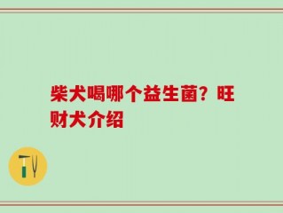 柴犬喝哪个益生菌？旺财犬介绍