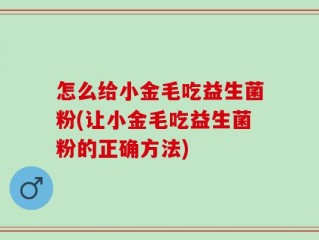 怎么给小金毛吃益生菌粉(让小金毛吃益生菌粉的正确方法)