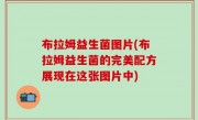 布拉姆益生菌图片(布拉姆益生菌的完美配方展现在这张图片中)