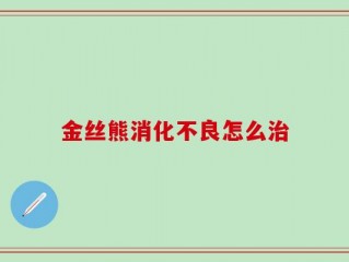金丝熊消化不良怎么治