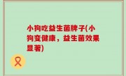 小狗吃益生菌牌子(小狗变健康，益生菌效果显著)
