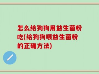 怎么给狗狗用益生菌粉吃(给狗狗喂益生菌粉的正确方法)
