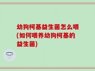 幼狗柯基益生菌怎么喂(如何喂养幼狗柯基的益生菌)