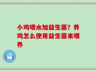小鸡喂水加益生菌？养鸡怎么使用益生菌来喂养
