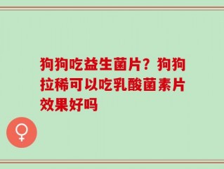 狗狗吃益生菌片？狗狗拉稀可以吃乳酸菌素片效果好吗
