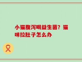 小猫腹泻喝益生菌？猫咪拉肚子怎么办