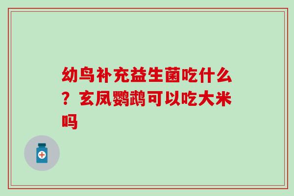 幼鸟补充益生菌吃什么?玄凤鹦鹉可以吃大米吗 幼鸟补充益生菌吃什么?玄凤鹦鹉可以吃大米吗